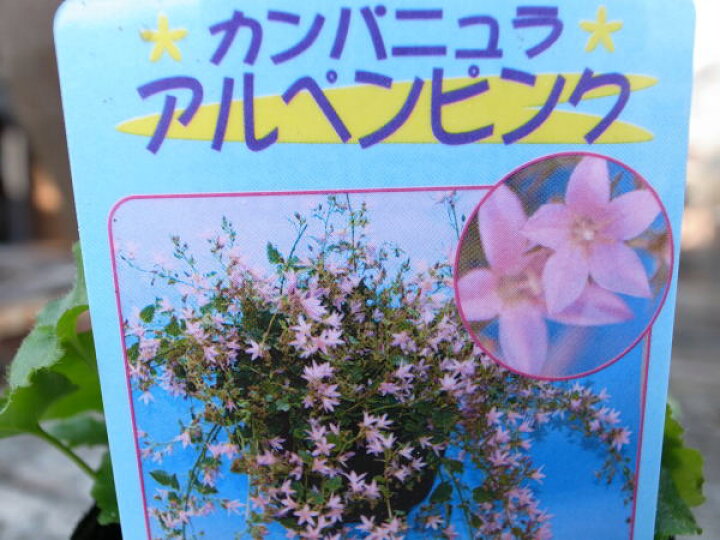 楽天市場】カンパニュラ アルペンピンク苗♪枝垂れ咲く星型の花が魅力 