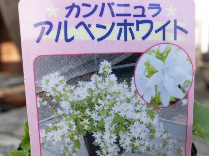 楽天市場 カンパニュラ アルペンホワイト苗 枝垂れ咲く星型の花が魅力 スタンド鉢 ハンギング 寄せ植えに人気 多年草 花苗 花 フラワー 販売 通販 種類 母の日 花 ガーデニング岐阜緑園 楽天市場 カンパニュラ アルペンホワイト苗 枝垂れ咲く星型の花が魅力 スタンド鉢 ハンギング 寄せ植えに人気 多年草 花苗 花 フラワー 販売 通販 種類 母の日 花 ガーデニング岐阜緑園