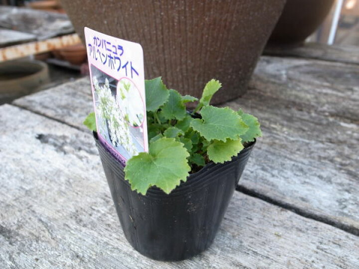 楽天市場 カンパニュラ アルペンホワイト苗 枝垂れ咲く星型の花が魅力 スタンド鉢 ハンギング 寄せ植えに人気 多年草 花苗 花 フラワー 販売 通販 種類 母の日 花 ガーデニング岐阜緑園