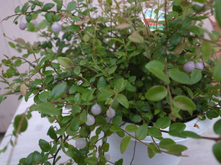 楽天市場 珍植物 透き通る真珠 真珠コケモモ5号鉢植え ホワイト 白 鉢花 母の日 花 ガーデニング岐阜緑園