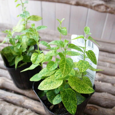 楽天市場 ゴールデンハニーサックル 花苗 ゴールドの斑入り葉が魅力 ゴールデンハニーサックル寄せ植えに人気 ゴールデンハニーサックル販売 通販 種類 母の日 花 ガーデニング岐阜緑園