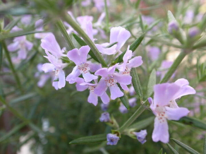 楽天市場 シルバーリーフで花が魅力 オーストラリアンローズマリー4号鉢植え 鉢花 ハーブ 母の日 花 ガーデニング岐阜緑園