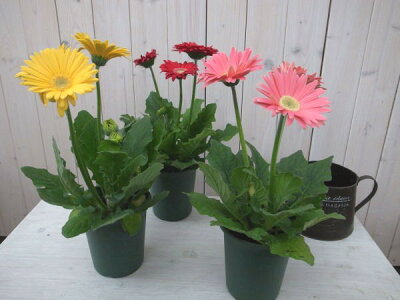 楽天市場 ガーベラ4号 鉢植え 3鉢セット 鉢花 多年草 花 フラワー 販売 通販 種類 母の日 花 ガーデニング岐阜緑園