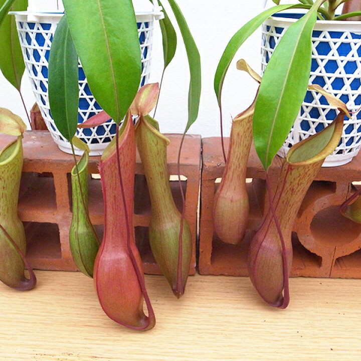 楽天市場 ネペンテスアラータ アカネ4号サイズ吊鉢 食虫植物 ネペンテス 販売 通販 種類 Nepenthes 食虫植物 母の日 花 ガーデニング岐阜緑園