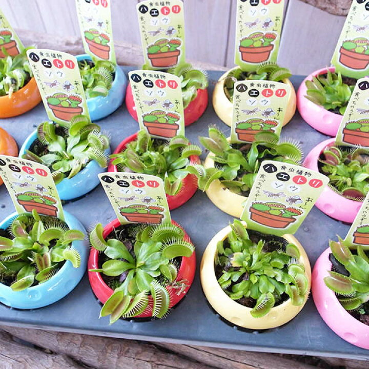 楽天市場 食虫植物 ハエトリソウ 2 5号サイズ 鉢植え ハエトリグサ ハエトリ草 食虫植物 販売 通販 種類 母の日 花 ガーデニング岐阜緑園
