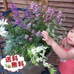 寄せ植え セット 苗 生花の人気商品 通販 価格比較 価格 Com