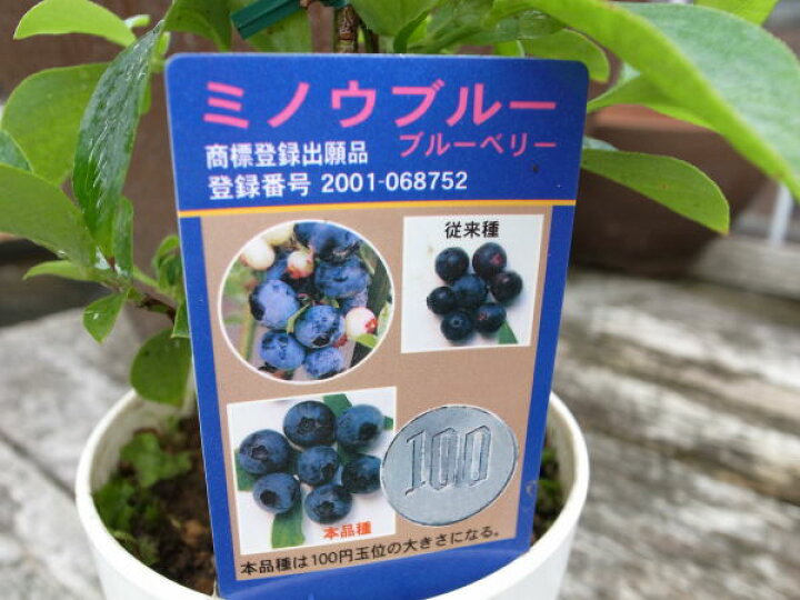 楽天市場 実付ブルーべリー 実付ブルーベリー ミノウブルー3 5号鉢植え 果樹 苗木 母の日 花 ガーデニング岐阜緑園