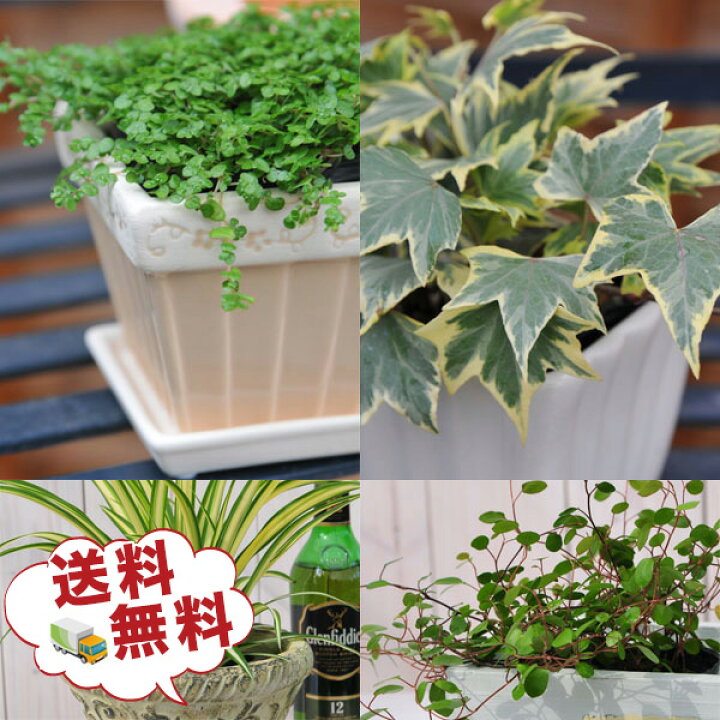 楽天市場 ミニ観葉植物5株セット 観葉植物 リーフプランツ 観葉植物 福袋 誕生日プレゼント 観葉植物プレゼント 送料無料 ギフト プレゼント 母の 日 花 ガーデニング岐阜緑園