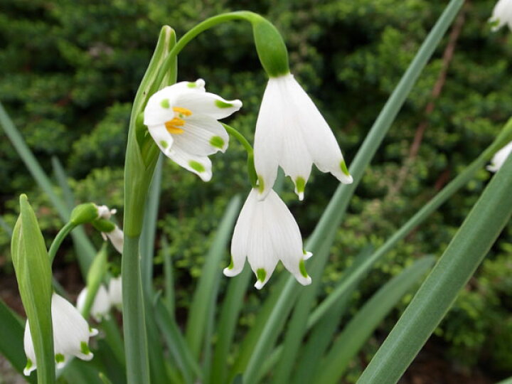 楽天市場 可憐な白花 スズランスイセン スノーフレーク大苗 水仙 球根 母の日 花 ガーデニング岐阜緑園