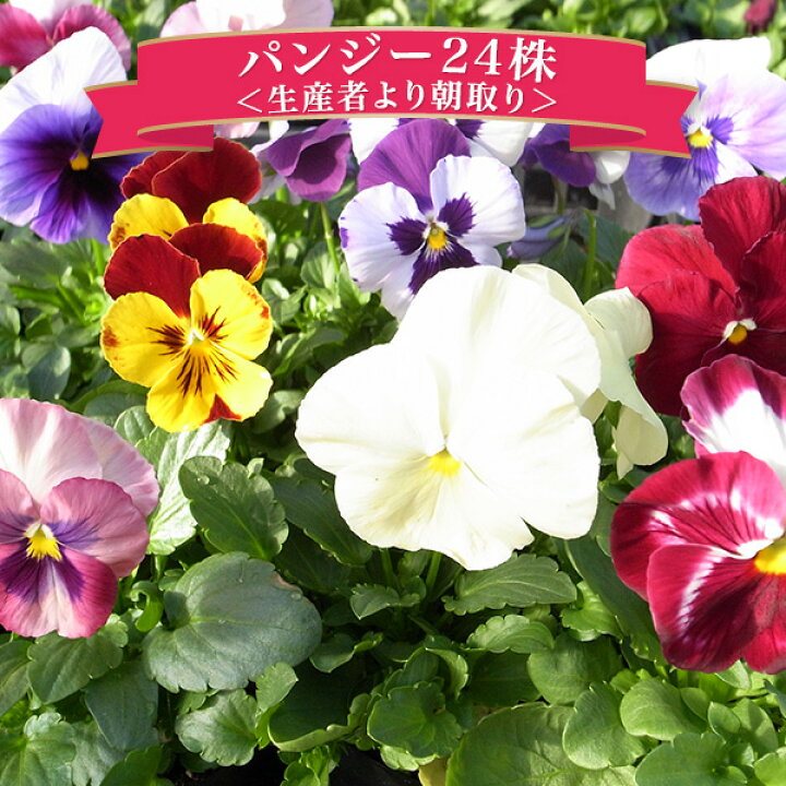 楽天市場 クーポン利用で10 Off パンジー24株セット パンジー 苗 鮮度優先 生産農家 朝取り 花苗 パンジー苗 種類 母の日 花 ガーデニング岐阜緑園