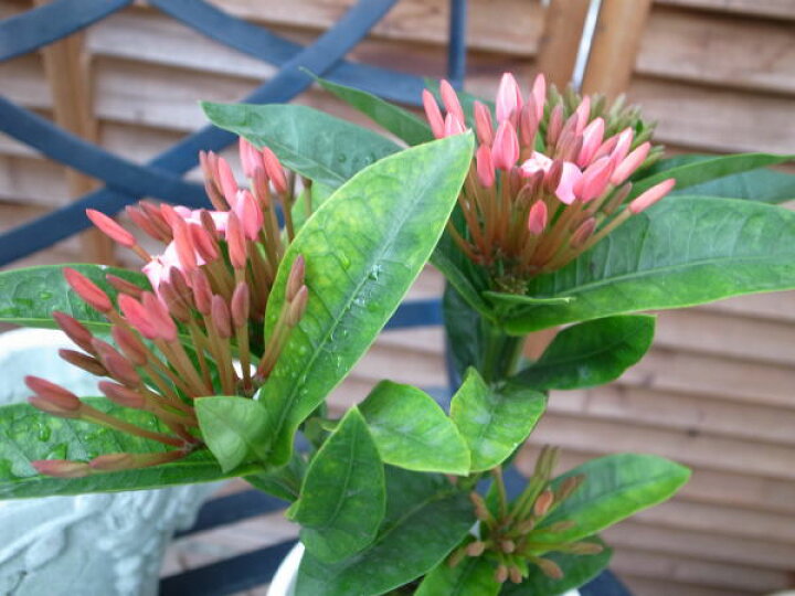 楽天市場 サンタンカ クイーンピンク4号鉢植え 鉢花 星型のピンク花サンタンカ 母の日 花 ガーデニング岐阜緑園