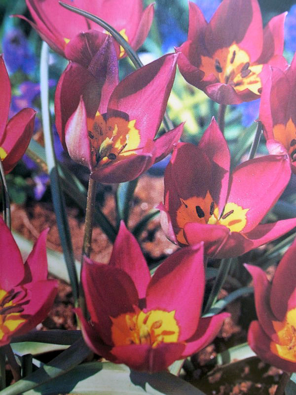 チューリップ プルケラペルシャンパール7球セット 植えっぱなしで毎年花が咲く 植えっぱなしで毎年花が咲くチューリップ 球根 通販 販売 新色 種類 Tulip ちゅーりっぷ