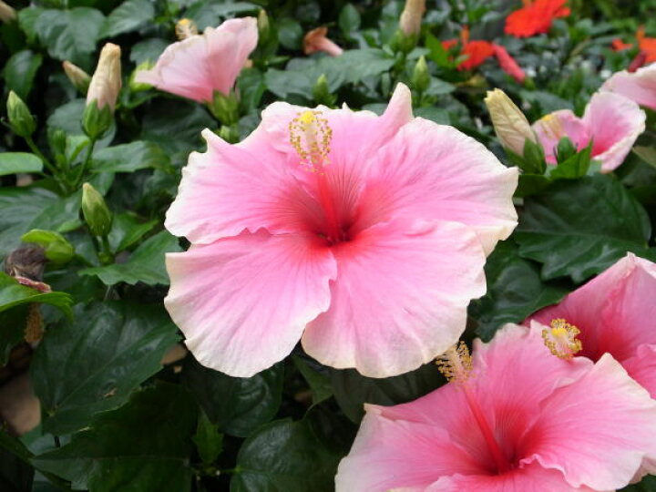 楽天市場 ハイビスカス グレイシス 6号サイズ 鉢植え 鉢花 花持ちが良いロングライフシリーズ 販売 通販 種類 母の日 花 ガーデニング岐阜緑園