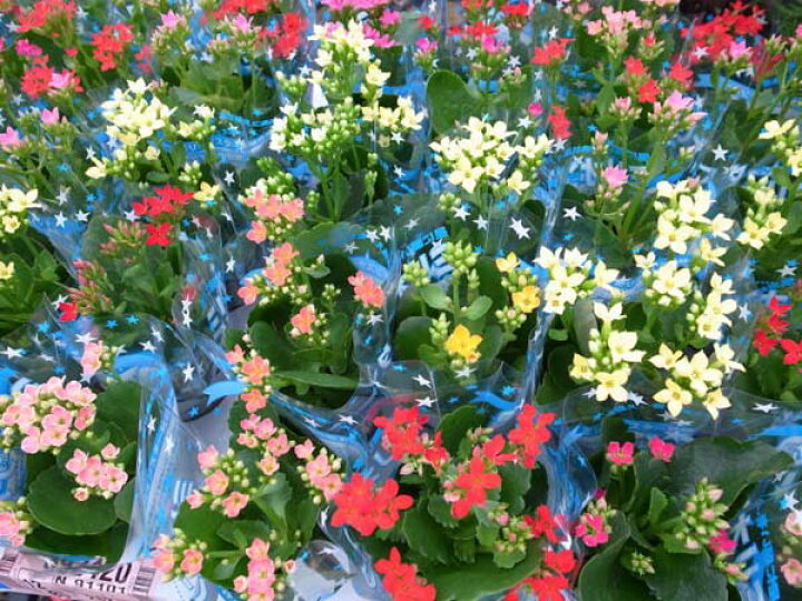楽天市場 クーポン利用で10 Off カランコエ ミリオンスター2 5号鉢3鉢セット カランコエ鉢花 カランコエ 販売 通販 種類 カランコエ 母の日 花 ガーデニング岐阜緑園