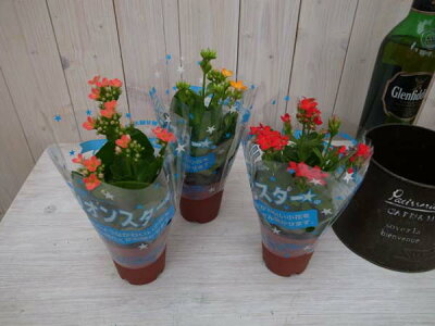 楽天市場 カランコエ ミリオンスター2 5号鉢3鉢セット カランコエ鉢花 カランコエ 販売 通販 種類 カランコエ 母の日 花 ガーデニング岐阜緑園