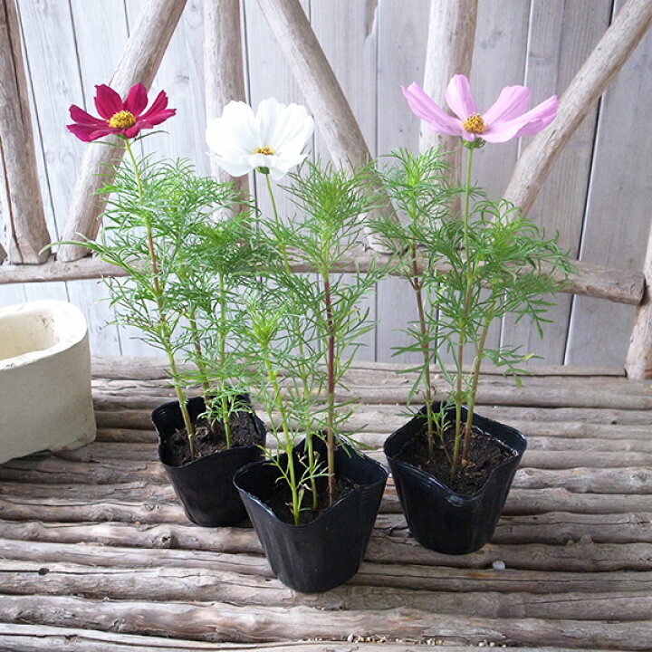 楽天市場 コスモス 3株セット カラフルな花色 混色植え 花苗 コスモス Cosmos こすもす 販売 通販 種類 母の日 花 ガーデニング岐阜緑園