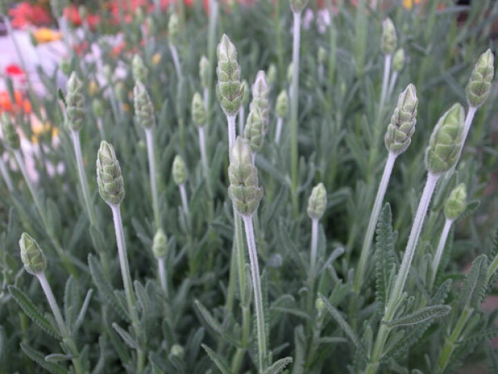楽天市場 フレンチラベンダー デンタータ5号 鉢植え 香りの花 鉢花 ラベンダー ハーブ 花芽が付き始めた楽しみな株 ボリューム満点 常緑亜低木 販売 通販 種類 母の日 花 ガーデニング岐阜緑園