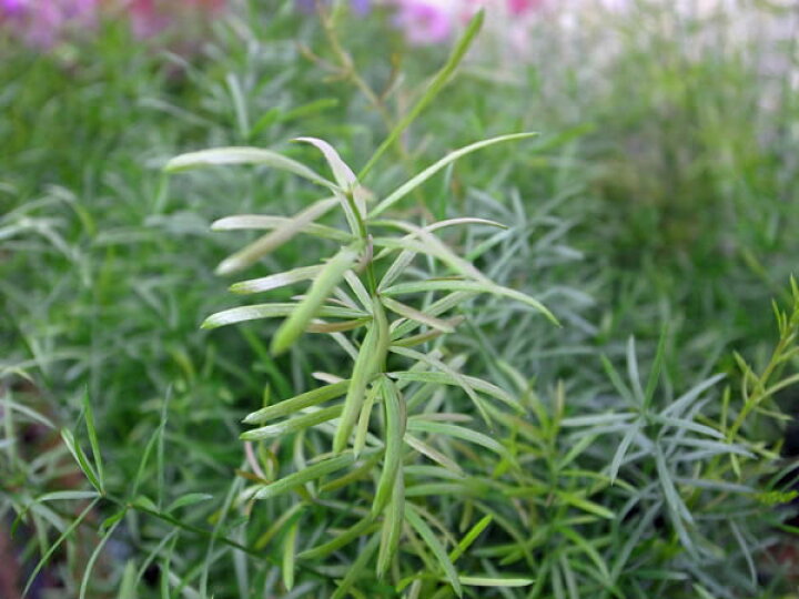 アスパラガス スプレンゲリー シダ 苗 観葉植物 52 Off 苗