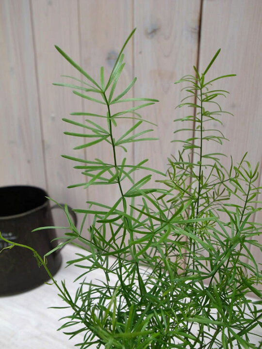 アスパラガス スプレンゲリー シダ 苗 観葉植物 Sale 90 Off 苗