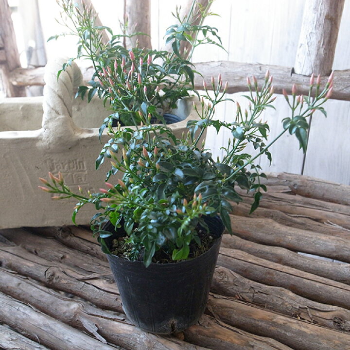 楽天市場 ハゴロモジャスミン苗 花苗 蕾沢山 花が開き始めると甘い香りいっぱい楽しませてくれます モクセイ科 常緑蔓性低木 花芽付き 母の日 花 ガーデニング岐阜緑園