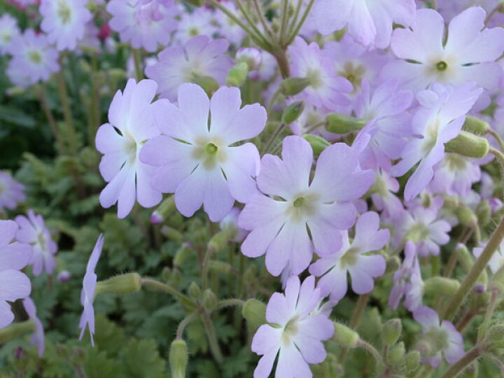 楽天市場 雲南 サクラソウ 苗 花苗 優しいピンクの花が魅力で次々咲いてくれる花 ガーデニング サクラソウ科 多年草 花芽付 販売 通販 種類 母の日 花 ガーデニング岐阜緑園