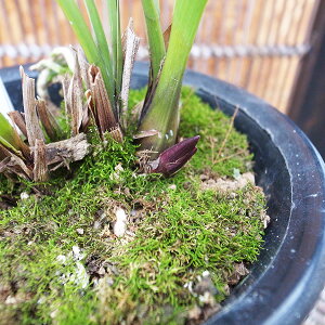 �ԉ�t�� �L�������E�w�� ���ŕ� �L�������E�w�� �W�c�Q�c 4�� ���{�~�c�o�`���W�߂�� �J�Ԍ����� �̔� �ʔ� ���