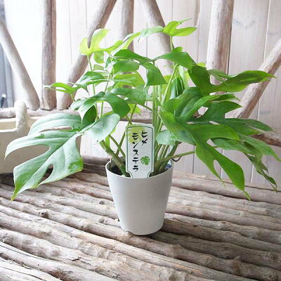 楽天市場 ヒメモンステラ4号 鉢植え グリーン 観葉植物 モンステラ 切れ込みのある葉 モンステラ 販売 通販 種類 母の日 花 ガーデニング岐阜緑園