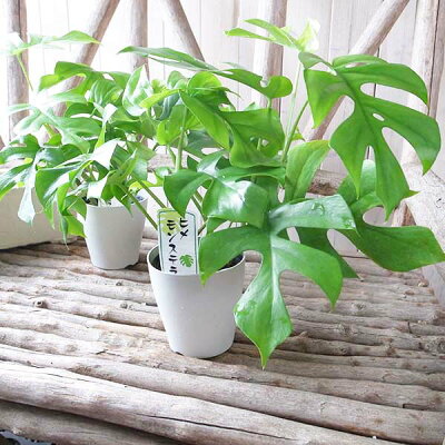 楽天市場 ヒメモンステラ4号 鉢植え グリーン 観葉植物 モンステラ 切れ込みのある葉 モンステラ 販売 通販 種類 母の日 花 ガーデニング岐阜緑園