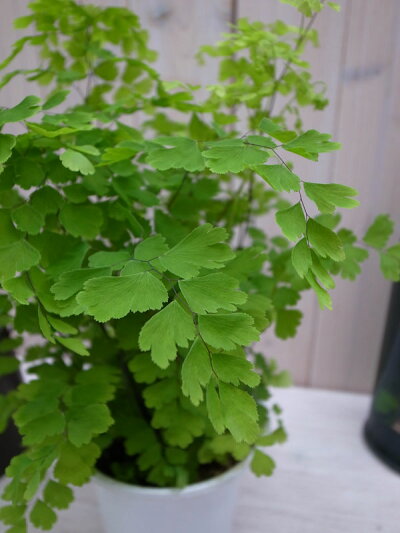 楽天市場 アジアンタム フラグランス4号 鉢植え アジアンタム 浴室のインテリアにアジアンタム 母の日 花 ガーデニング岐阜緑園