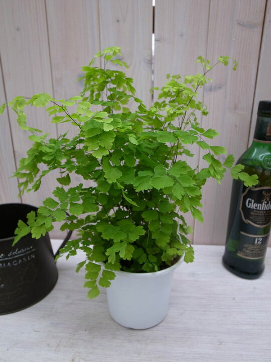 楽天市場 アジアンタム フラグランス4号 鉢植え アジアンタム 浴室のインテリアにアジアンタム 母の日 花 ガーデニング岐阜緑園