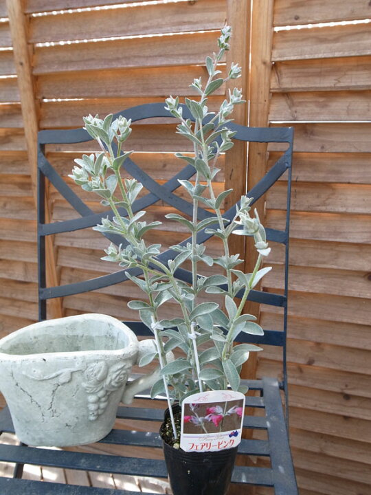 楽天市場 ピティロディア フェアリーピンク 花苗 ワンランク上の寄せ植えにシルバーリーフにピンクの花 寄せ植えの芯に最適 販売 通販 種類 母の日 花 ガーデニング岐阜緑園