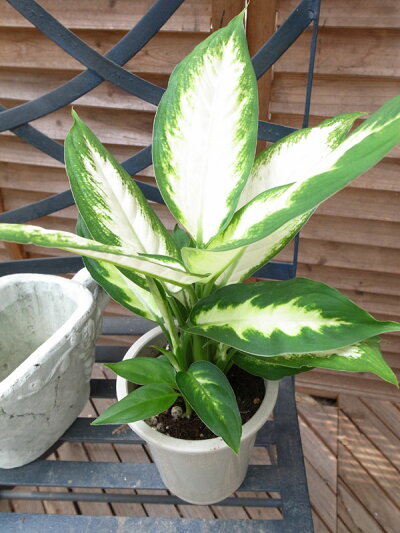 楽天市場 デフェンバキア カミーラ 4号サイズ 観葉植物 室内のインテリアにデフェンバキア 母の日 花 ガーデニング岐阜緑園 楽天市場 デフェンバキア カミーラ 4号サイズ 観葉植物 室内のインテリアにデフェンバキア 母の日 花 ガーデニング岐阜緑園