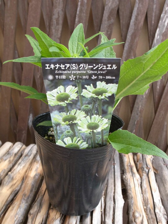 楽天市場 エキナセア 苗 グリーンジュエル 花苗 切り花やドライフラワーにもなるイングリッシュガーデンの人気者 花芽付き 販売 通販 種類 母の日 花 ガーデニング岐阜緑園