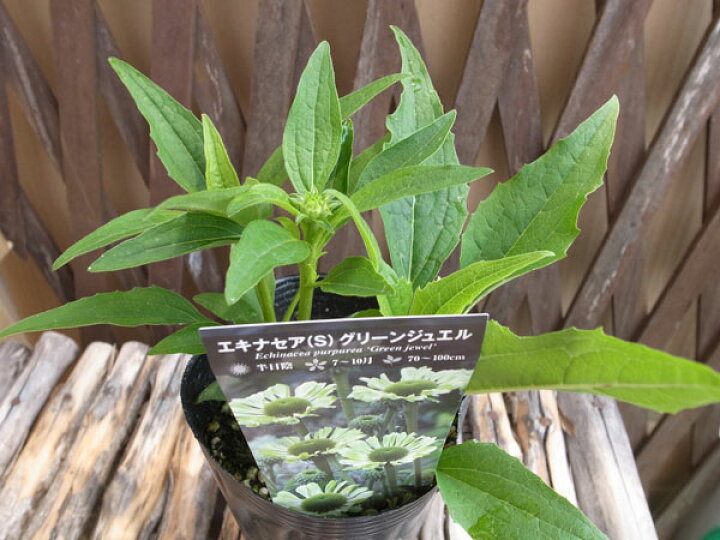 楽天市場 エキナセア 苗 グリーンジュエル 花苗 切り花やドライフラワーにもなるイングリッシュガーデンの人気者 花芽付き 販売 通販 種類 母の日 花 ガーデニング岐阜緑園 楽天市場 エキナセア 苗 グリーンジュエル 花苗 切り花やドライフラワーにもなるイングリッシュガーデンの人気者 花芽付き 販売 通販 種類 母の日 花 ガーデニング岐阜緑園