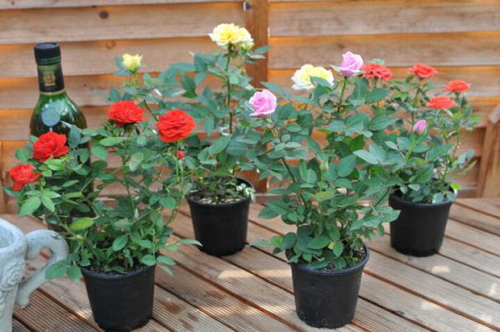 楽天市場 ミニバラ 薔薇 鉢植え 3 5号 販促 景品等に人気 色とりどり レッド ホワイト ピンク イエロー 鉢花 薔薇の苗 販売 通販 種類 母の日 花 ガーデニング岐阜緑園