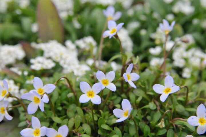 楽天市場 ヒナ草 ブルー苗 ひな草 花苗 常緑多年草 ヒナグサ 可愛らしい水色の花 花芽付き 販売 通販 種類 母の日 花 ガーデニング岐阜緑園