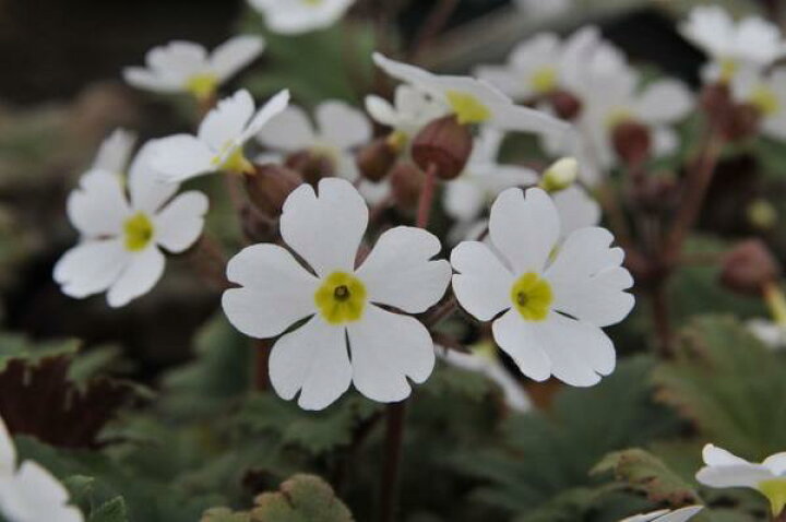 楽天市場 プリムラ シネンシス苗 次々咲く純白の花が魅力 寄せ植えにも人気 常緑多年草 花苗 花 フラワー 販売 通販 種類 母の日 花 ガーデニング岐阜緑園
