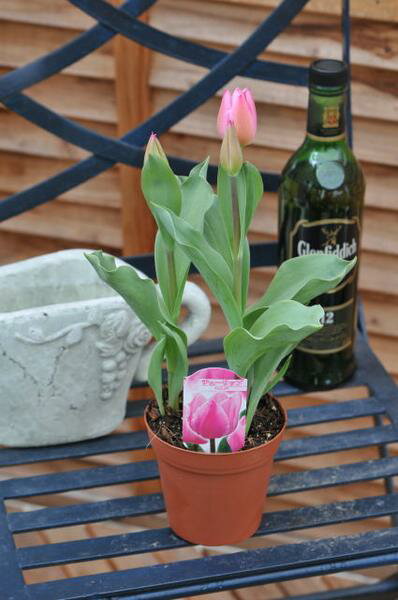 楽天市場 チューリップ 4号サイズ もうすぐ開花 鉢花 ちゅーりっぷ ピンクチューリップ 鉢植え 花 販売 通販 種類 母の日 花 ガーデニング岐阜緑園