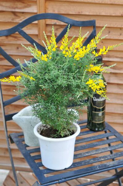 楽天市場 エニシダ5号 色鮮やかな黄色 鉢花 常緑低木 販売 通販 種類 イエロー 黄色 母の日 花 ガーデニング岐阜緑園