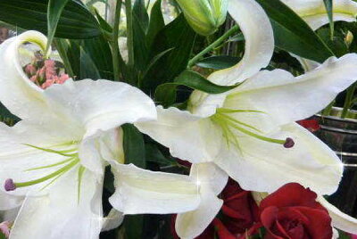 楽天市場 クーポン利用で10 Off 高さ1m ユリの王様 カサブランカ7号鉢植え豪華ビッグサイズです ギフトにも 鉢花 母の日 花 ガーデニング岐阜緑園