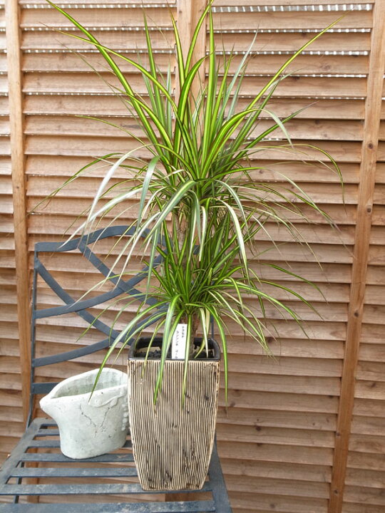 楽天市場 ドラセナ コンシンネゴールド6号サイズ 陶器鉢 観葉植物 ストライプの斑入り葉が魅力 販売 通販 種類 母の日 花 ガーデニング岐阜緑園