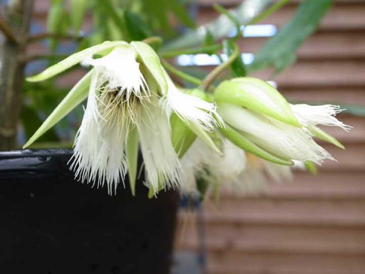 楽天市場 熱帯スズラン 5号サイズ 鉢植え 珍花 涼しげな純白の花が魅力 販売 通販 種類 母の日 花 ガーデニング岐阜緑園