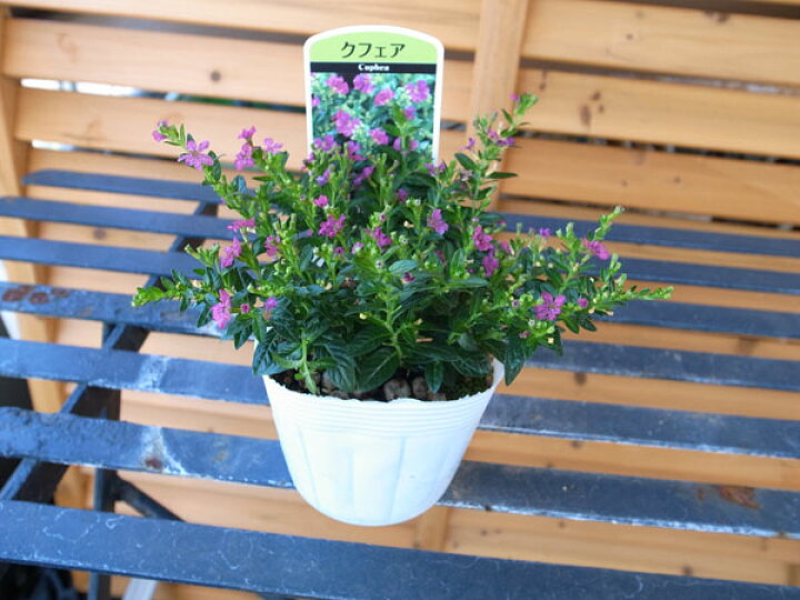 楽天市場 クフェア ピンク 花苗 暑さに強い夏の花 花芽付 販売 通販 種類 母の日 花 ガーデニング岐阜緑園