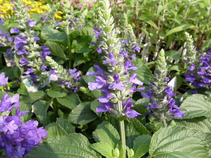 楽天市場 ラベンダーセージ 花苗 パープル 紫 ブルー 青 イングリッシュガーデンに人気の花ラベンダー セージ English Garden 花芽付 ラベンダー セージ 販売 通販 種類 ラベンダー セージ苗 夏の花 おしゃれ 母の日 花 ガーデニング岐阜緑園