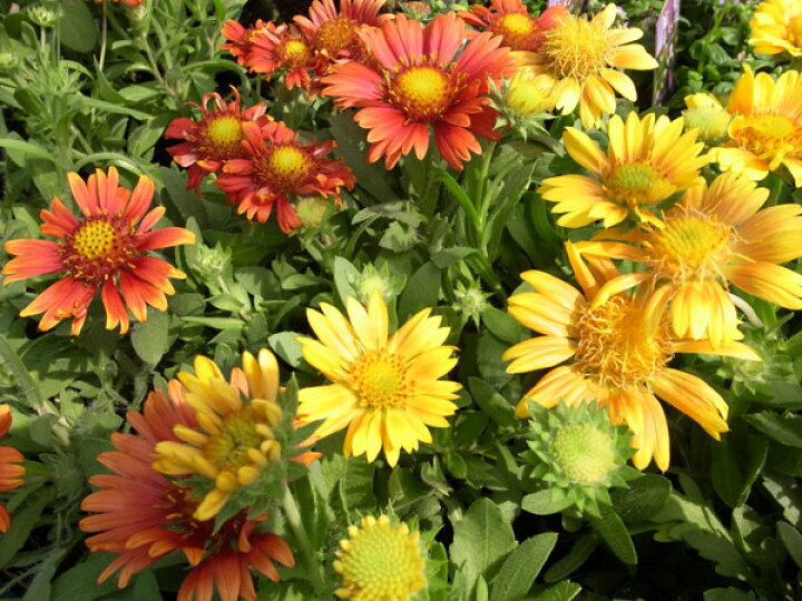 楽天市場 ガイラルディア2株セット 花苗 多年草 鮮やかな黄色系の花 Flower Seedling 販売 通販 種類 母の日 花 ガーデニング岐阜緑園