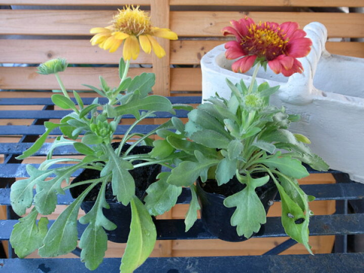 楽天市場 ガイラルディア2株セット 花苗 多年草 鮮やかな黄色系の花 Flower Seedling 販売 通販 種類 母の日 花 ガーデニング岐阜緑園