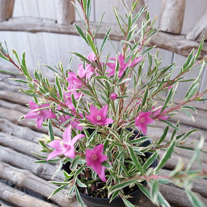 楽天市場 サザンクロス フイリーナ 3 5号サイズ 鉢植え レア斑入り葉品種 鉢花 販売 通販 種類 母の日 花 ガーデニング岐阜緑園