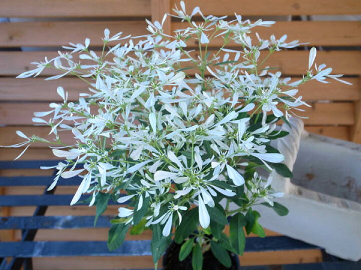 楽天市場 ユーフォルビア 白雪姫 蝶が舞うような純白の花が魅力 寄せ植えに最適 販売 通販 種類 母の日 花 ガーデニング岐阜緑園