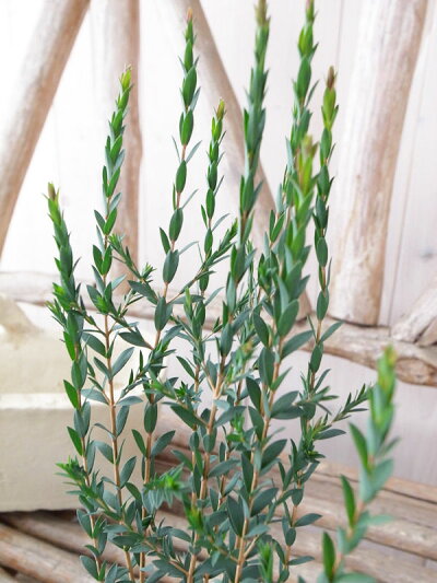 驚くばかりティー ツリー 種類 すべての美しい花の画像