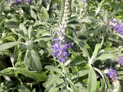 楽天市場 ベロニカ オルタナ シルバーリーフにブルーの花が魅力 丈夫な宿根草でガーデニングに人気 販売 通販 種類 母の日 花 ガーデニング岐阜緑園